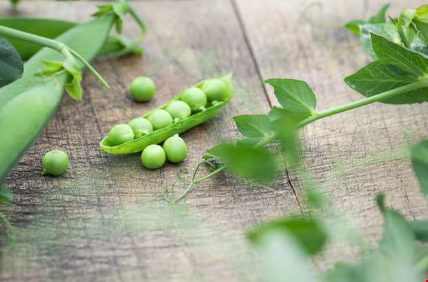 Ebba-�rtan v�nder hem