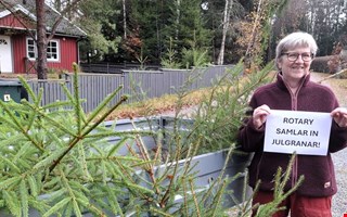 Rent vatten med uttj�nta granar