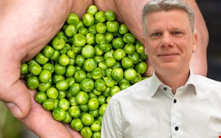 60 anställs till sommarens ärtskörd