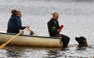 Lurviga kraftpaket med instinkt att r�dda liv