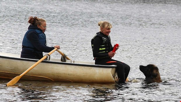 Lurviga kraftpaket med instinkt att rädda liv Lurviga kraftpaket med instinkt att rädda liv